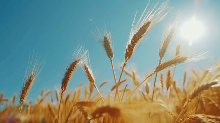 Wheat field against the blue sky on a sunny day, aesthetic industrial landscape. Agriculture. View from down. Generative AI.の素材