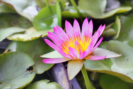 SIngle Lotus Romantic