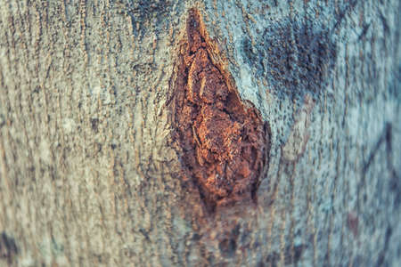 texture of tree bark splitの写真素材