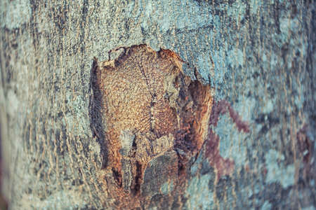 texture of peeling barkの写真素材