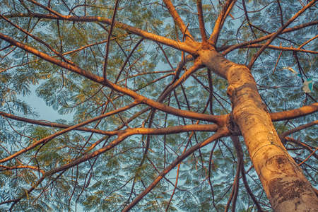Big Tree Wonderful