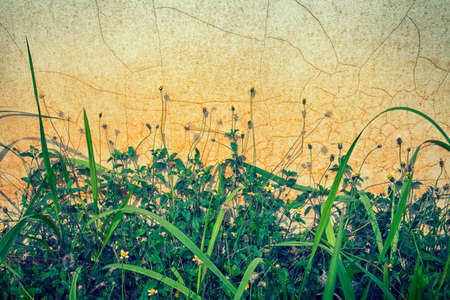 grass stuck to the wallの写真素材