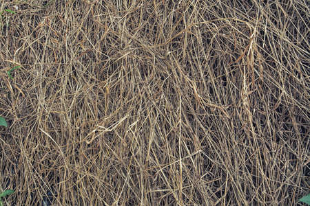 dry straw scattered texture on the ground