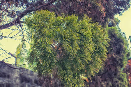 Pine Tree Leavesの写真素材