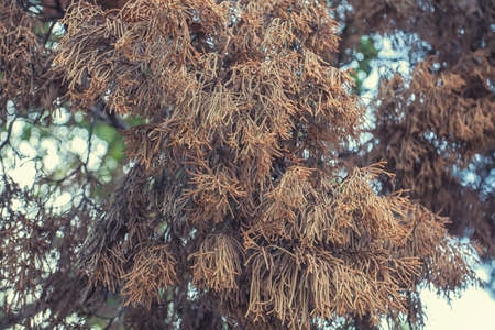 dry pine leavesの写真素材