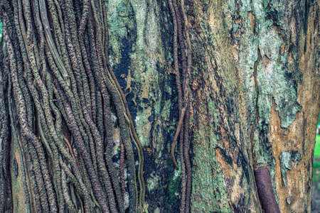 bark trunk root texture horizontalの写真素材
