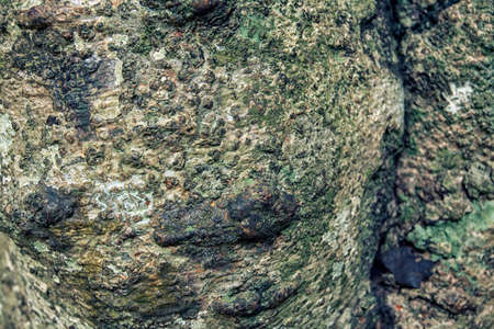 Unique tree bark textureの写真素材