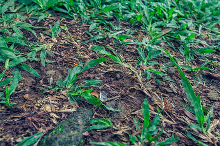 soil and grass textureの写真素材