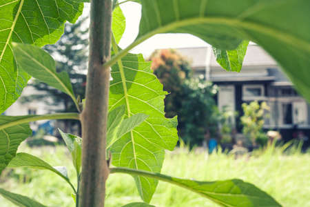 rod plant close up and green leaves nature backgroundの写真素材