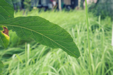 green leaves above the grass nature backgroundの写真素材