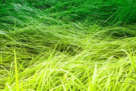 bulrush backgroundの写真素材