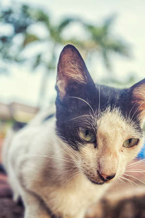 cute cat close up at the garden stock photoの写真素材