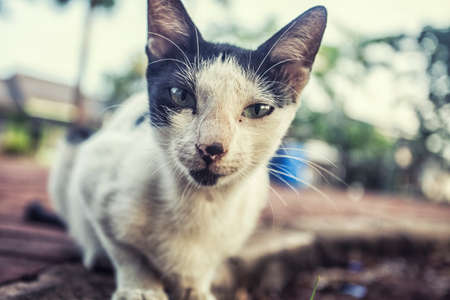 cute cat smiling close up photoの写真素材