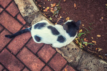 cute cat at the garden view from above