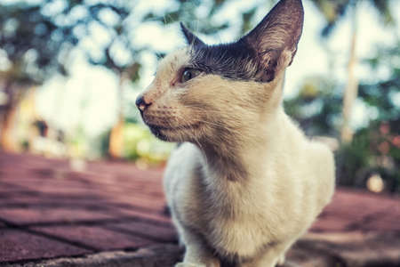 cute cat close up photo at the gardenの写真素材
