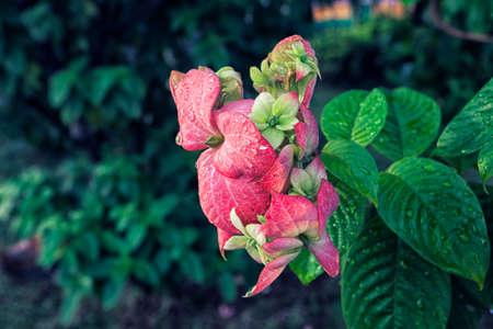 beauty flower at garden