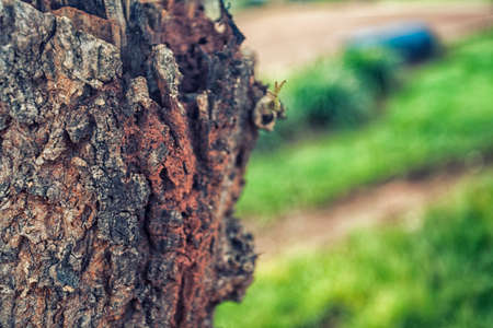 OLD TREE AT YARDの写真素材