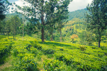 tea plantation