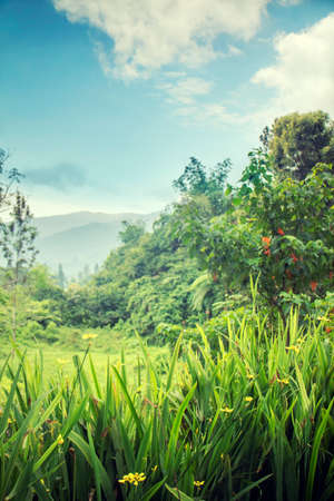 Beautiful landscape
