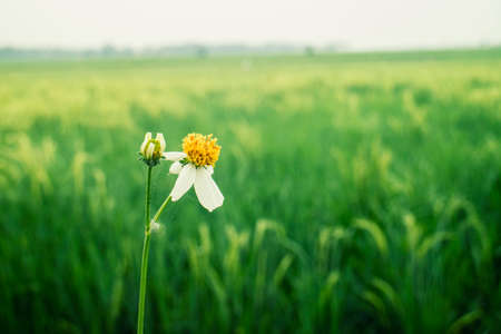floral with rice paddies backgroundの写真素材