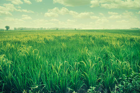 rice paddiesの写真素材