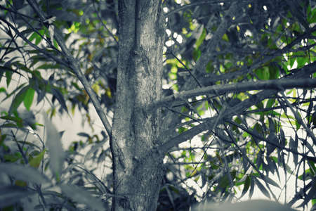 Black White Big Tree Branchesの写真素材