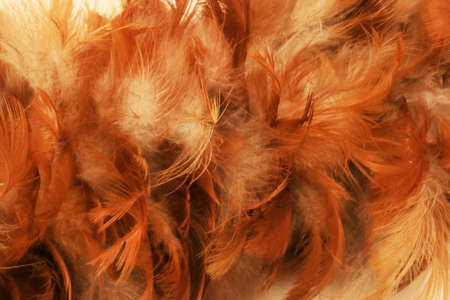 photo studio of reddish brown feather duster detail texture