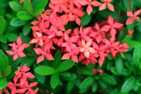 Vibrant Pink Ixora Flowers Blooming Among Green Leavesの写真素材
