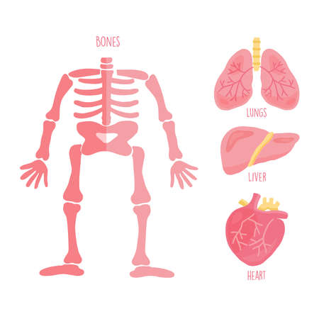Set of human internal organs including brain, heart, liver, bones and lungs.のイラスト素材