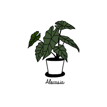 Hand drawn house plants in pots.のイラスト素材