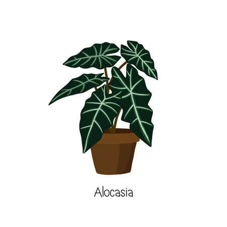 Houseplant in pot. Hand drawn vector art.のイラスト素材