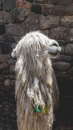 Llama in Cuscoの写真素材