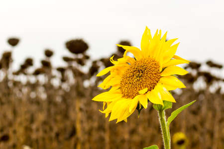 Blooming sunflowers on a background of dried fields. Always be positive despite the environment.の写真素材
