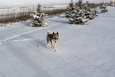 Husky dog runs through snow after blizzard. Siberian husky in snow drift.の写真素材