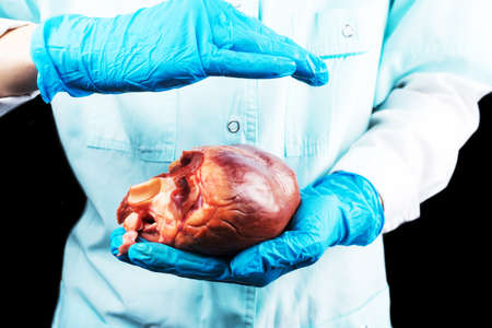 The transplantologist holds the heart of the man in his hands. Medicine and technology save lives. Horizontal composition.の写真素材