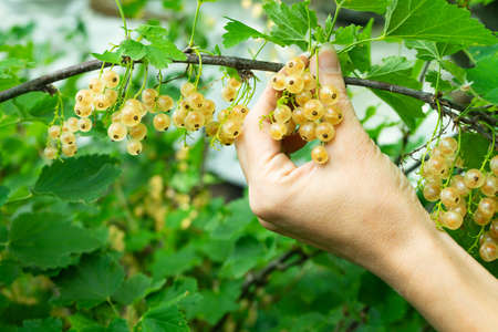Currant berries on the branches. The girl collects currants. Healthy food.