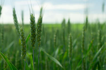 Wheat field. Green wheat. Agriculture scene. Copy space for text