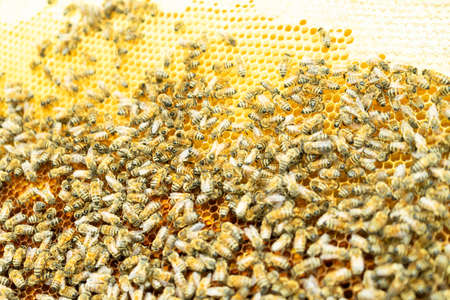Close up view of the working bees on honey cells. Agriculture.