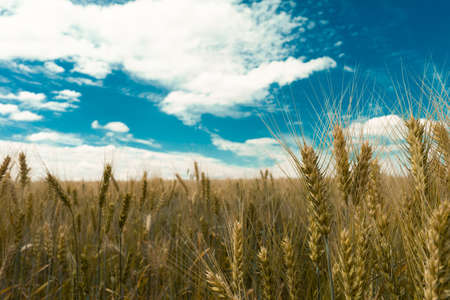 Field of ripe wheat against the blue sky with white clouds.