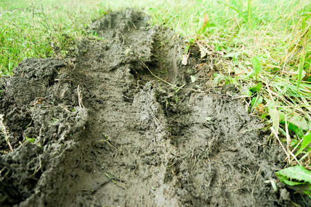 Field of green grass after rain with truck tire tracks in mud.