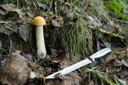 Mushroom aspen on the slope, near the knife.の写真素材