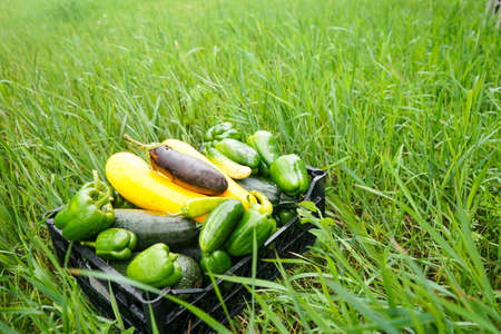 The harvest of zucchini, cucumbers, eggplant and pepper is folded in plastic boxes for vegetables.の写真素材