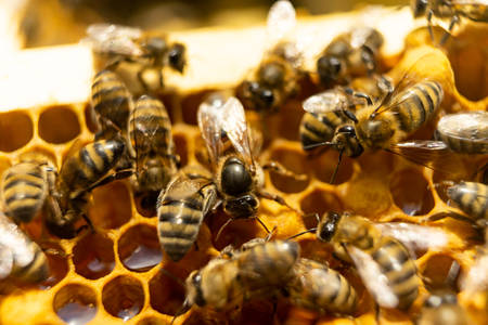 Bees on a honeycomb with honey.の写真素材