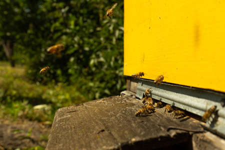 Bees fly to the hive and carry pollen one after the other in summer days. Copy pasteの写真素材