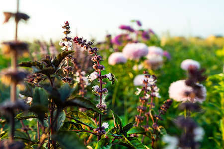A bee on a Basil flower. Flower of Basil, great Basilの写真素材