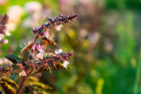 Lemon basil Hoary basil Hairy basil tree and seedsの写真素材