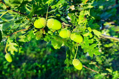 Acorns fruits hanging in the oak nut tree against green backgroundの写真素材