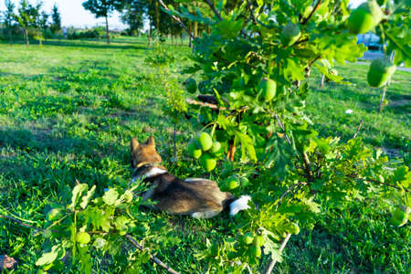 Acorns fruits hanging in the oak nut tree against green backgroundの写真素材
