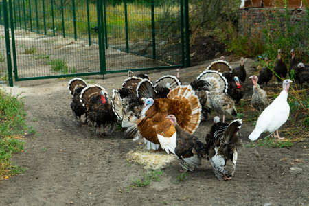A flock of turkeys. Poultry. Agriculture. A flock of poultry.の写真素材