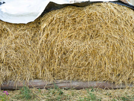 Agricultural field. Round bundles of dry grass in the field against the blue sky.の写真素材